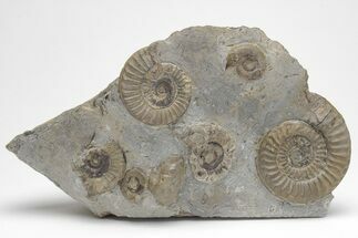 Ammonite (Arnioceras) Cluster - Holderness Coast, England #207742
