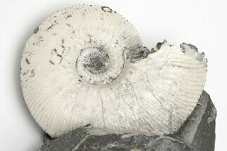 Jurassic Ammonite (Kosmoceras) - England #207762
