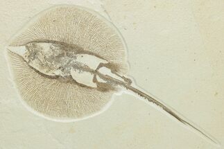 Rare, Fossil Stingray (Heliobatis) - Wyoming #207851