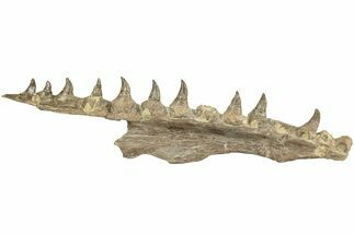 Fossil Mosasaur (Platecarpus) Upper Jaw w/ Teeth - Kansas #207901