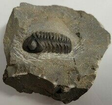 Partially Prepared Austerops Trilobite - Morocco #208122