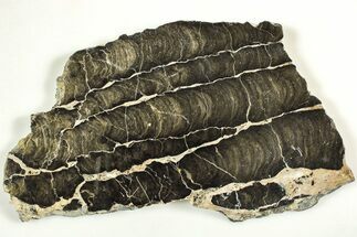 Polished Stromatolite (Boxonia) From Australia - Million Years #208105
