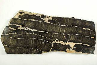 Polished Stromatolite (Boxonia) From Australia - Million Years #208106