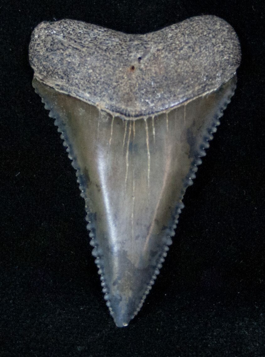 https://assets0.fossilera.com/sp/55501/mako-white-shark-teeth/carcharodon-carcharias.jpg