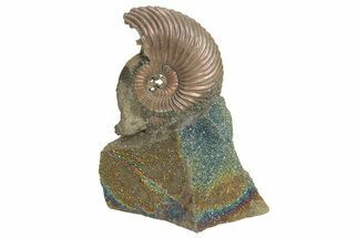 Iridescent, Pyritized Ammonite (Quenstedticeras) Fossil Display #207123
