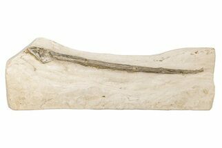 Cretaceous Giant Squid Gladius - Kansas #208258