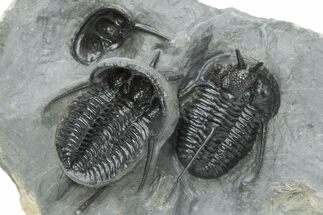 Two, Large Devil Horned Cyphaspis Trilobites - One Ventral #208381