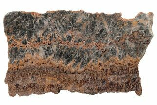 Rare North Pole Dome Stromatolite Slice - Billion Years #208167