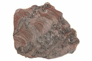 Polished Stromatolite (Acaciella) from Australia - MYA #208199