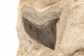 Fossil Crow Shark (Squalicorax) Tooth - Kansas #208261