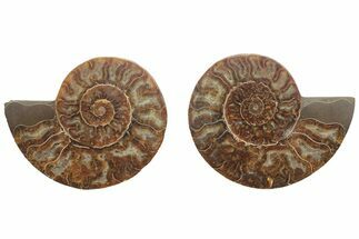 Cut & Polished, Agatized Ammonite Fossil - Madagascar #208598