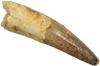 Real Spinosaurus Tooth - Partial Root & No Repair #208409