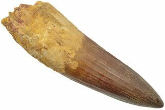 Huge, Real Spinosaurus Tooth - Excellent Quality! #208426