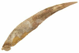 Fossil Shark (Asteracanthus) Dorsal Spine - Morocco #208733