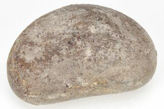 Fossil Plesiosaur (Elasmosaurus) Gastrolith - Montana #208348