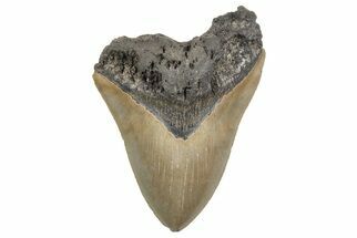 Massive, Fossil Megalodon Tooth - Serrated Blade #207998