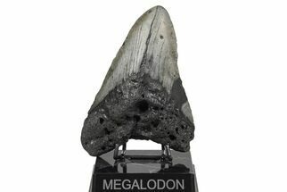 Bargain, Fossil Megalodon Tooth - North Carolina #208001