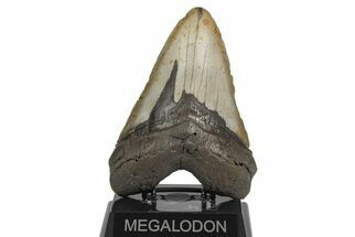 Massive, Fossil Megalodon Tooth - North Carolina #208008