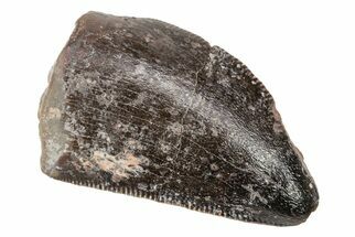 Dimetrodon Tooth - Texas Red Beds #208343