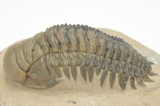 Crotalocephalina Trilobite (Molt) - Atchana, Morocco #208926
