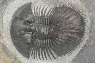 Thysanopeltis Trilobite - Boudib, Morocco #208955