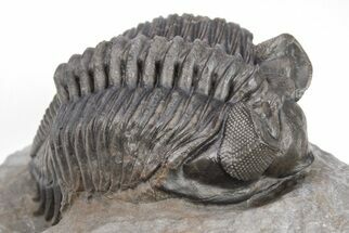 Coltraneia Trilobite Fossil - Huge Faceted Eyes #208934
