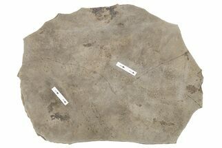 Pennsylvanian Arthropod (Paleohelcura) Trackway Plate - Oklahoma #208113