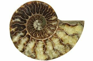 Cut & Polished Ammonite Fossil (Half) - Madagascar #206766