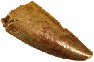 Serrated, Raptor Tooth - Real Dinosaur Tooth #208295