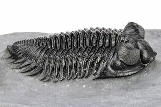 Coltraneia Trilobite Fossil - Large & Prone Specimen #209625