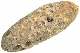 Fossil Seed Cone (Or Aggregate Fruit) - Morocco #209757