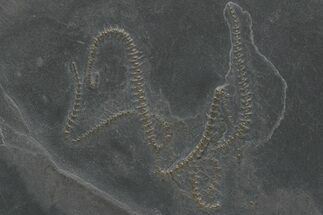 Pyritized Brittle Star (Eospondylus) Fossil - Bundenbach, Germany #209882