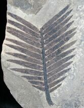 Jurassic Aged Cycad (Zamites) From France #12953