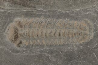 Pyritized Trilobite (Chotecops) Fossil - Bundenbach, Germany #209892