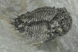 Huge Greenops Widderensis From Arkona (#4682) For Sale - FossilEra.com