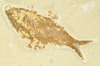 Fossil Fish (Knightia) - Wyoming #210023