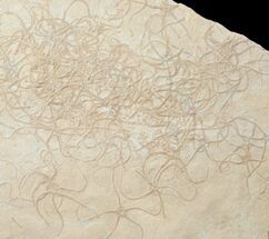 Brittle Star (Sinosura) Mass Mortality - Solnhofen Limestone #12990