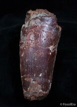 Monster Spinosaurus Tooth - More Than An Inch Wide #2175