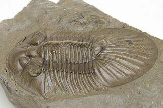 Scabriscutellum Trilobite With Axial Spines - Morocco #210735
