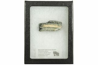 Mammoth Molar Slice with Case - South Carolina #207594