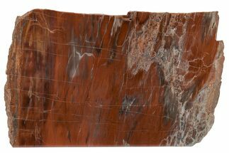 Colorful, Free-Standing Petrified Wood - Arizona #210861