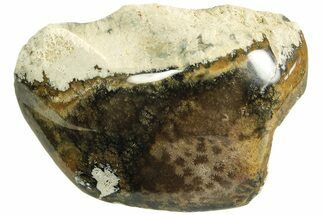 Polished Fossil Coral Head - Indonesia #210943