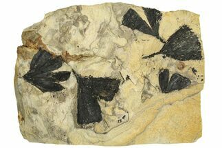 Five Jurassic Leaf (Ginkgo) Fossils - Yorkshire, England #210996