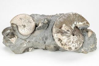 Two Iridescent Fossil Ammonites (Discoscaphites) - South Dakota #209666