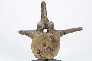 Fossil Pachycephalosaurus Vertebra with Metal Stand - Wyoming #211079