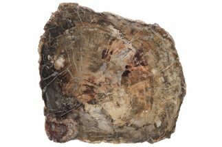 Triassic, Petrified Wood (Araucaria) Slab - Madagascar #207386