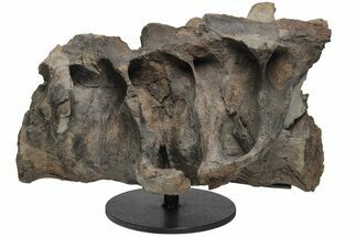 Hadrosaur (Hypacrosaur) Sacrum with Metal Stand - Montana #211085