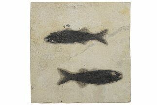 Two Black Fossil Fish (Mioplosus) - Wyoming #211162