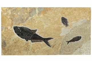 Green River Fossil Fish Mural With Diplomystus & Cockerellites #211225