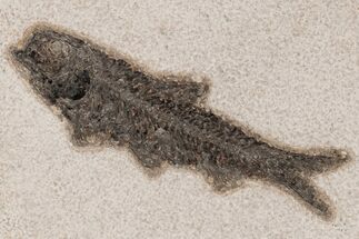 Detailed Fossil Fish (Knightia) - Wyoming #211183